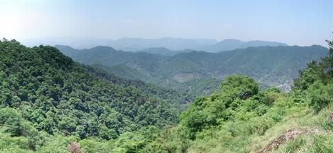 Tea Plantation